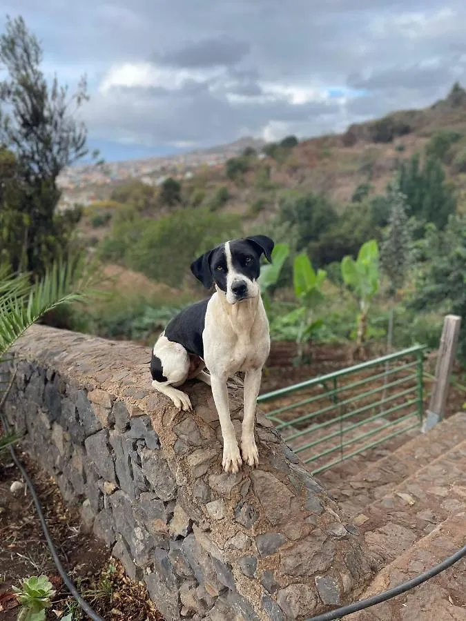 Finca Rural House Tenerife Relax And Enjoy Santa Úrsula Casa de Campo